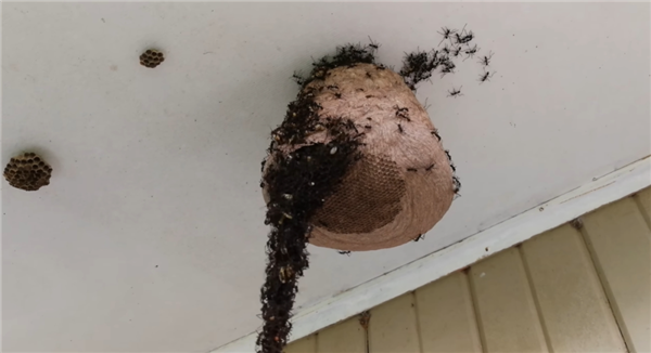捕魚機：行軍蟻爲了入侵黃蜂巢穴 搭了一條數米長的“生物橋梁”