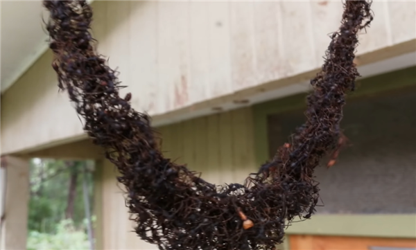 捕魚機：行軍蟻爲了入侵黃蜂巢穴 搭了一條數米長的“生物橋梁”