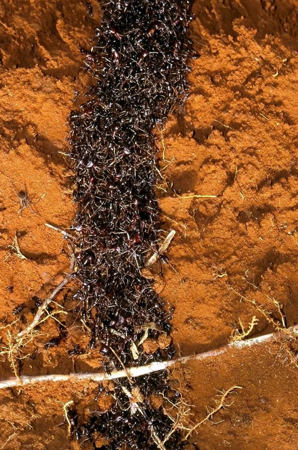 捕魚機：行軍蟻爲了入侵黃蜂巢穴 搭了一條數米長的“生物橋梁”