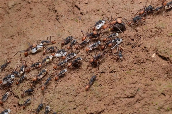 捕魚機：行軍蟻爲了入侵黃蜂巢穴 搭了一條數米長的“生物橋梁”